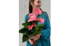 Горшечный цветок «Антуриум розовый»