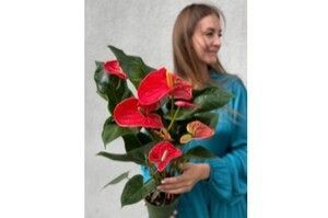 Горшечный цветок «Антуриум Мадуран»