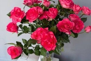 Кустовая Роза фуксия