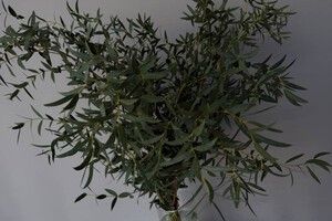 Эвкалипт парвифолия банч