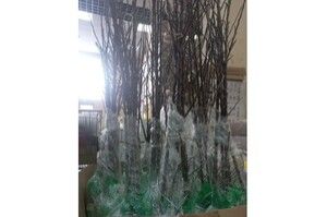 Саженцы плодовые деревьев
