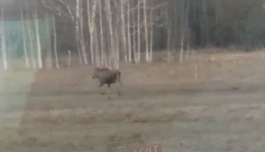 Кемеровчане вновь заметили лося на городской трассе