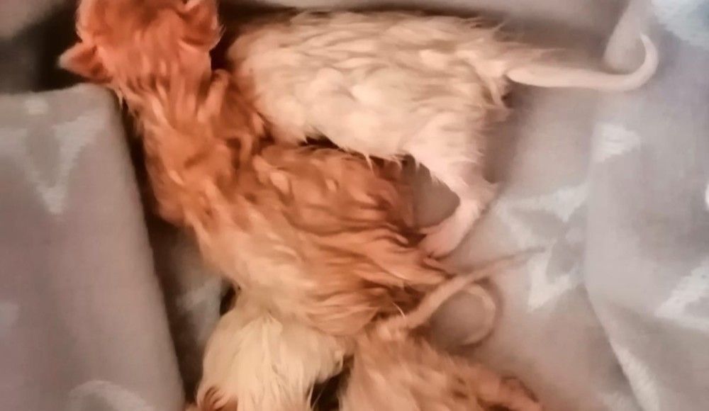 Кемеровчане нашли в мешке в мусорке новорожденных котят
