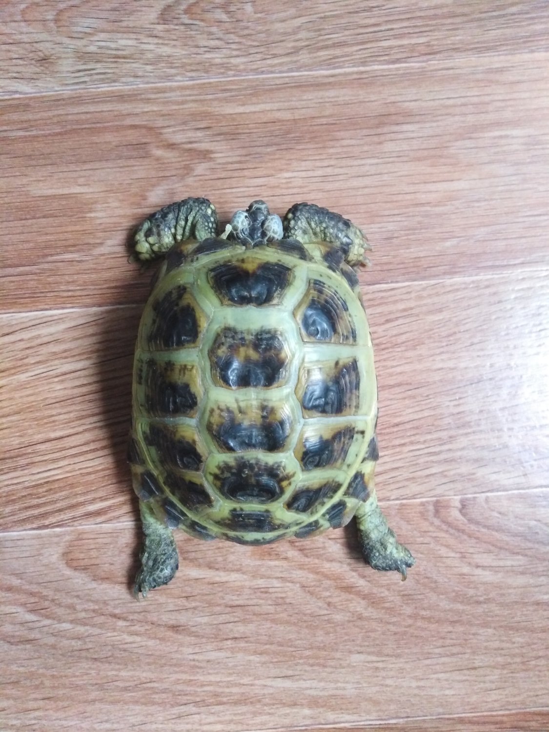 черепаха в добрые руки