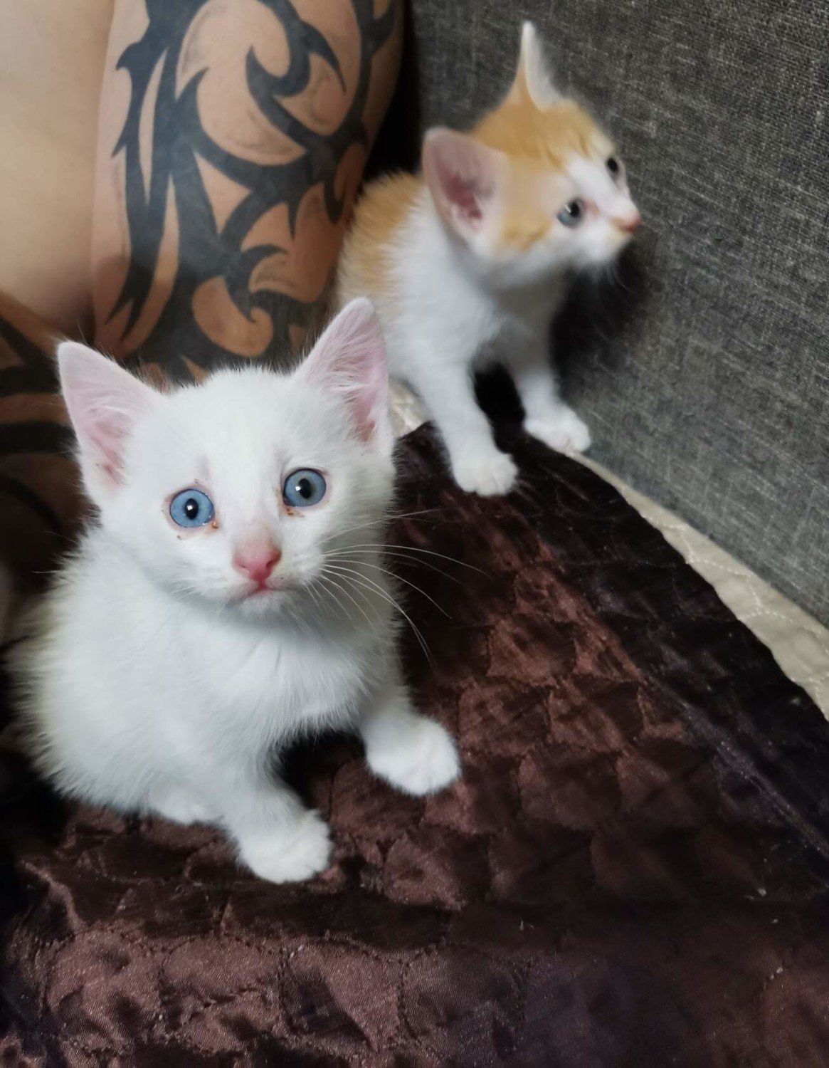 Котенок сахарок