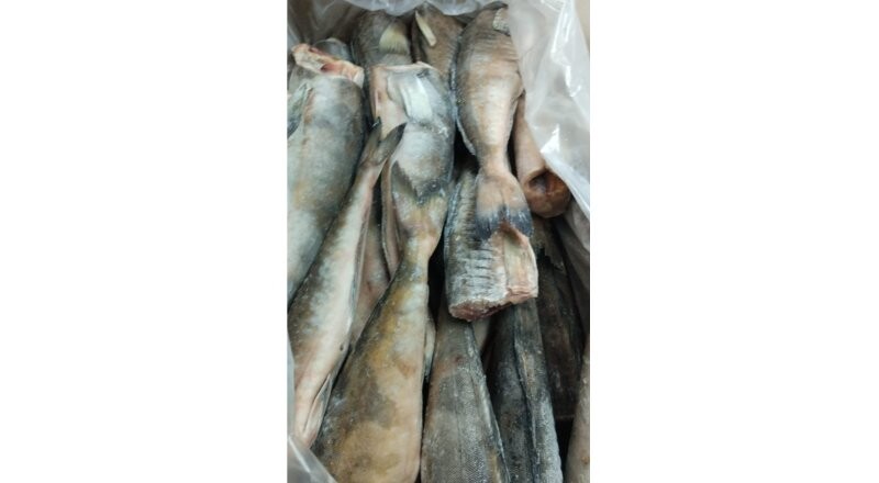 Терпуг южный