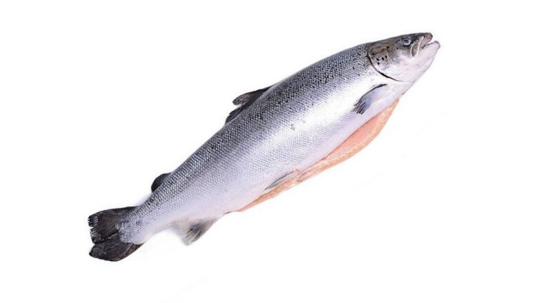 Форель радужная