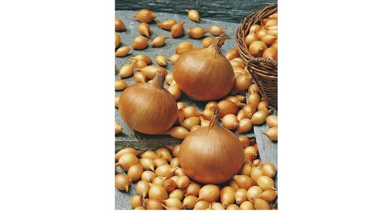 Лук-севок «Стурон»