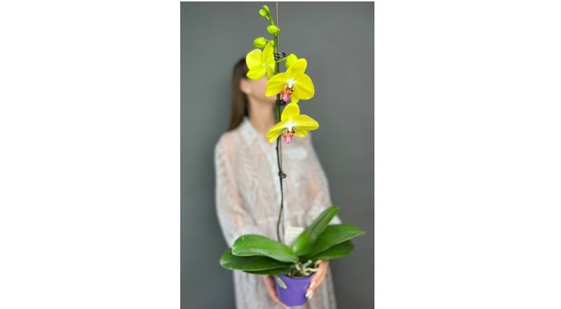 Орхидея в горшке