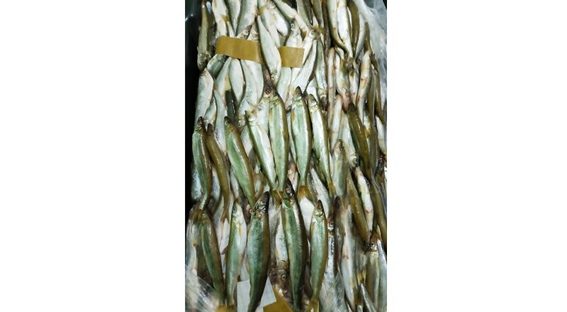 Корюшку свежая