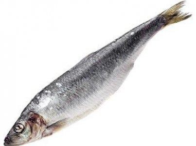 Сельдь свежемороженая