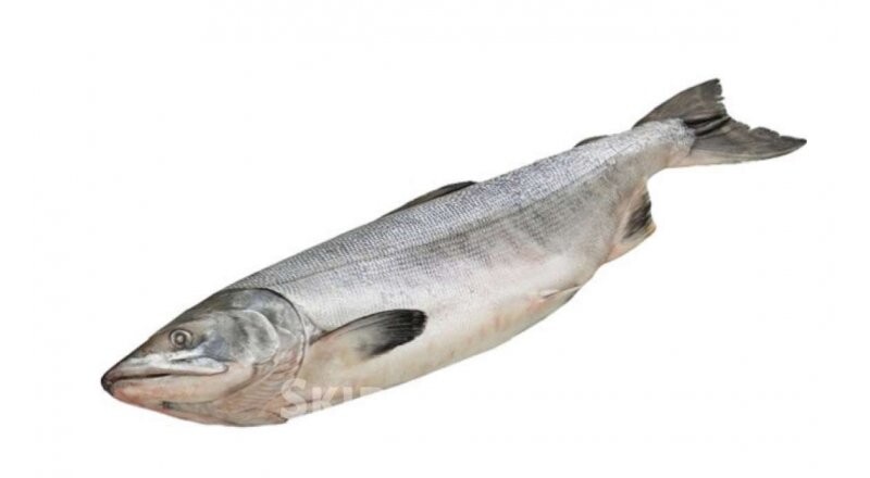 Горбуша свежемороженая
