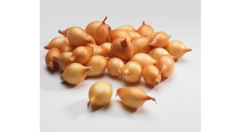 Лук севок «Штутгартен»