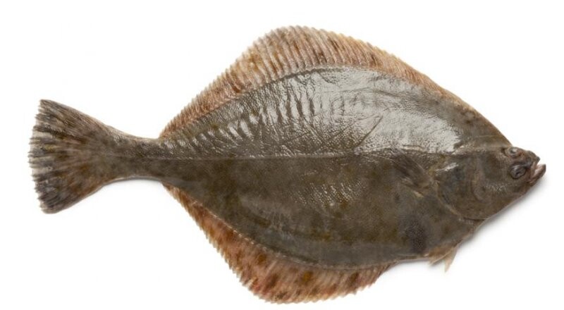 Камбала «Желтоперая» с/м