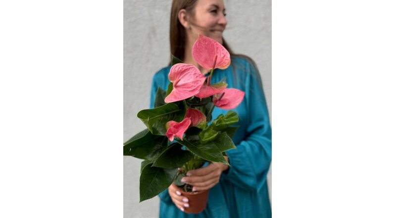 Горшечный цветок «Антуриум розовый»