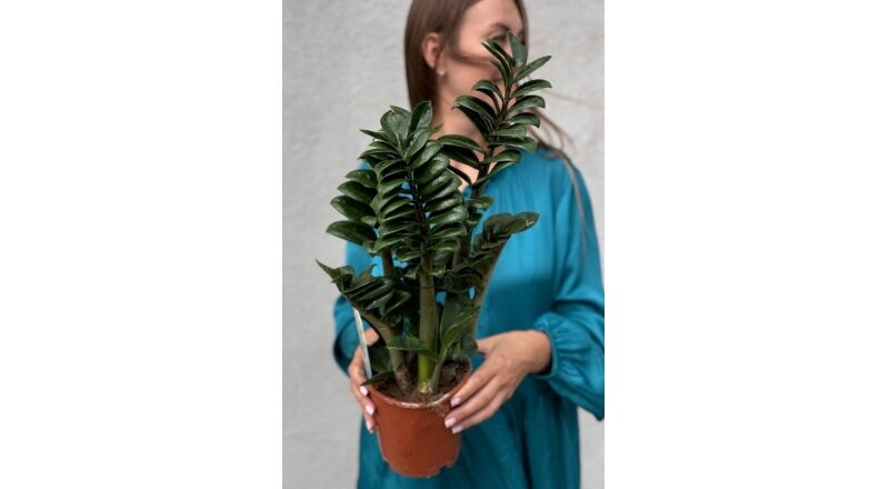 Горшечный цветок «Замиокулькас Зензи»