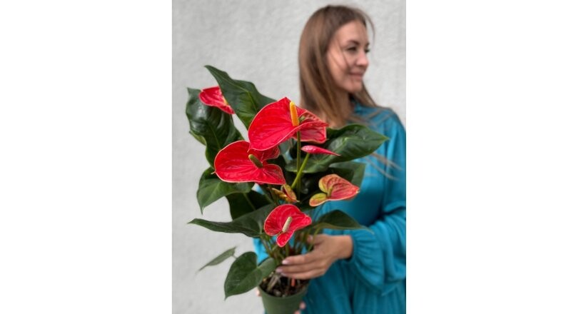 Горшечный цветок «Антуриум Мадуран »