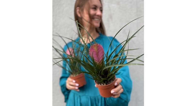 Горшечный цветок «Тиландсия Анита»