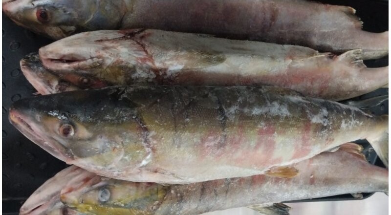 Кета дальневосточная