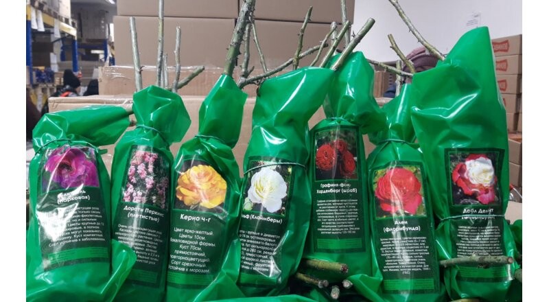 Саженцы роз