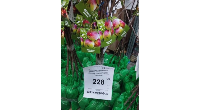 Саженцы плодовые деревья