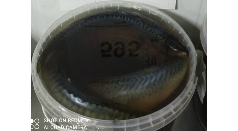 Скумбрия слабосолёная в ведре