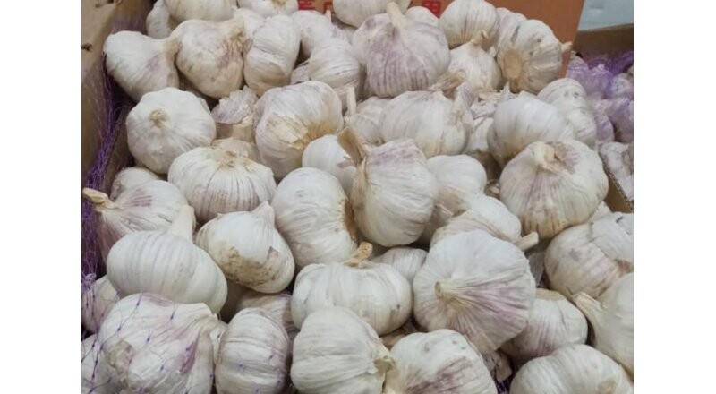 Чеснок весовой