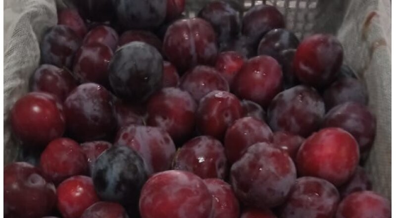 Слива весовая