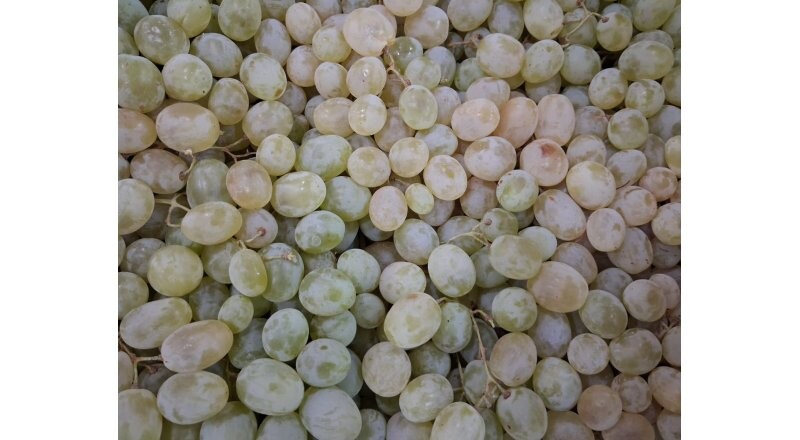 Виноград весовой	