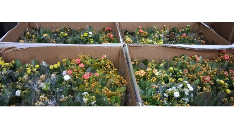 Каланхоэ микс