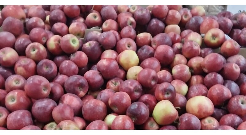 Яблоки «Ред Фри»