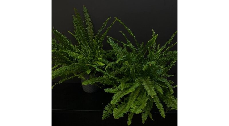 Горшечное растение «Папоротник»