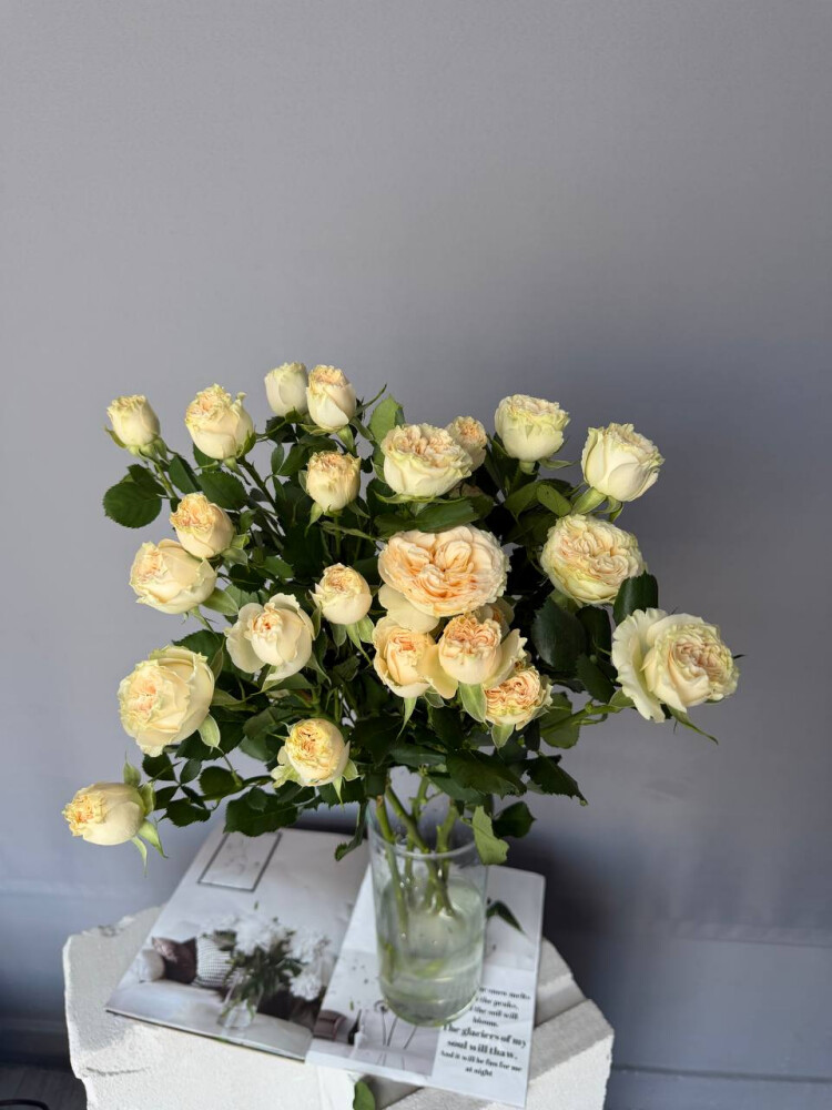 Кустовая пионовидная Роза сливочная