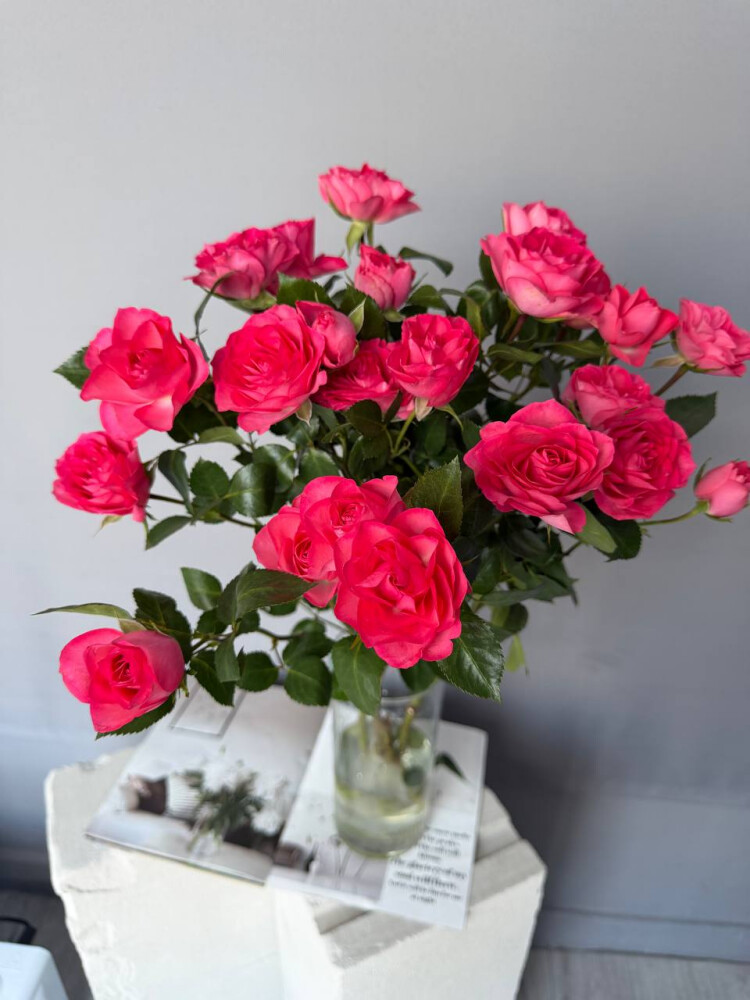 Кустовая Роза фуксия