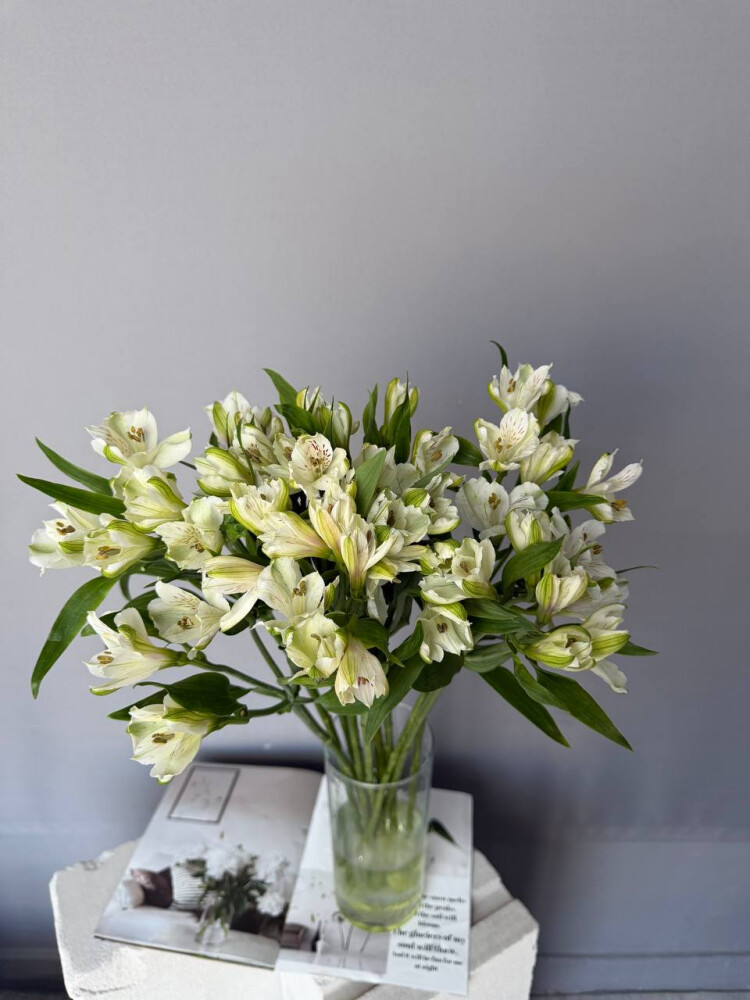 Альстромерия белая