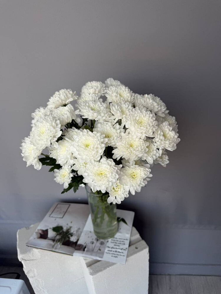 Хризантема