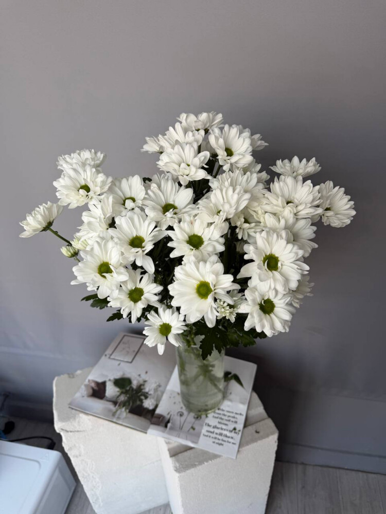 Ромашковая Хризантема