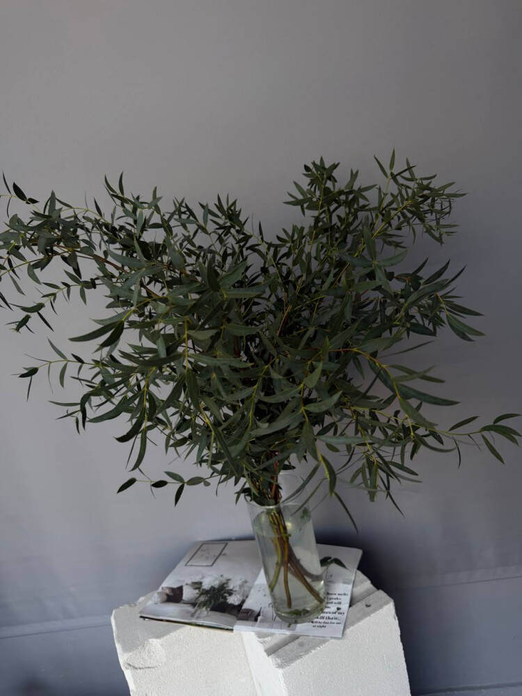 Эвкалипт парвифолия банч