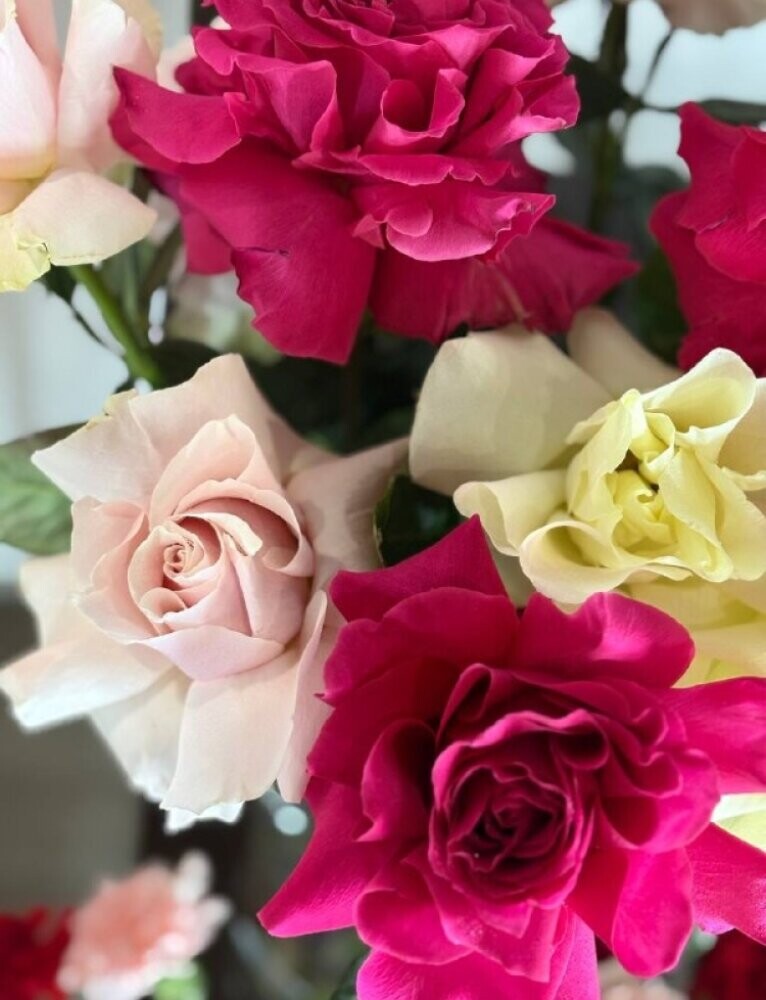 Роза французская