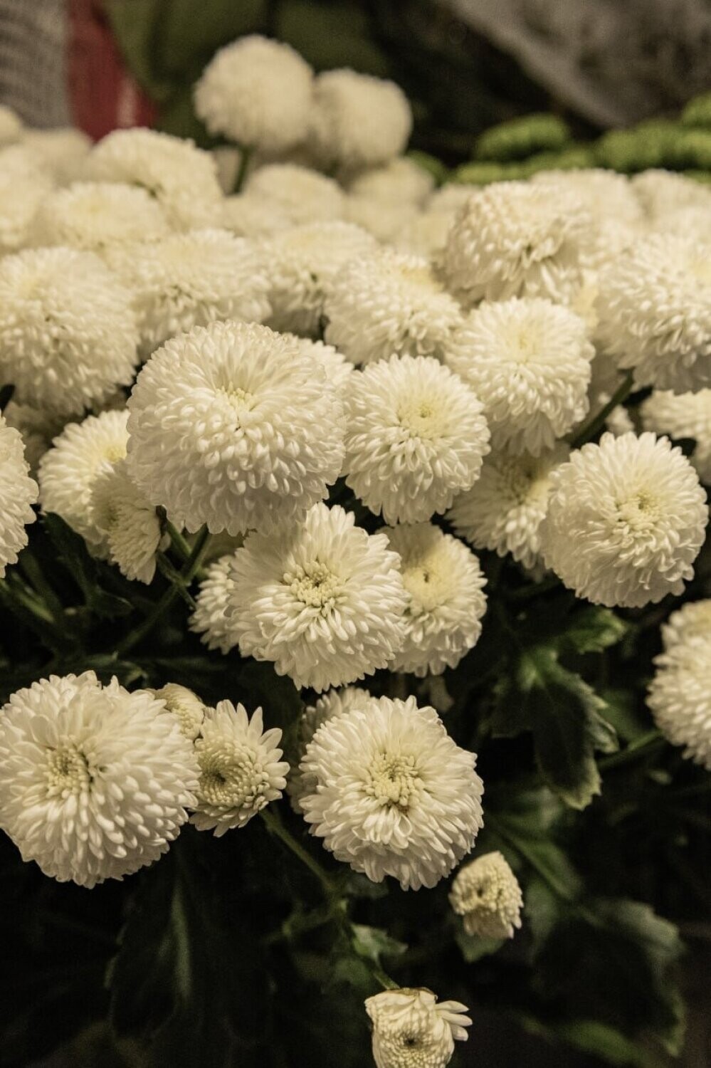 Свежие цветы