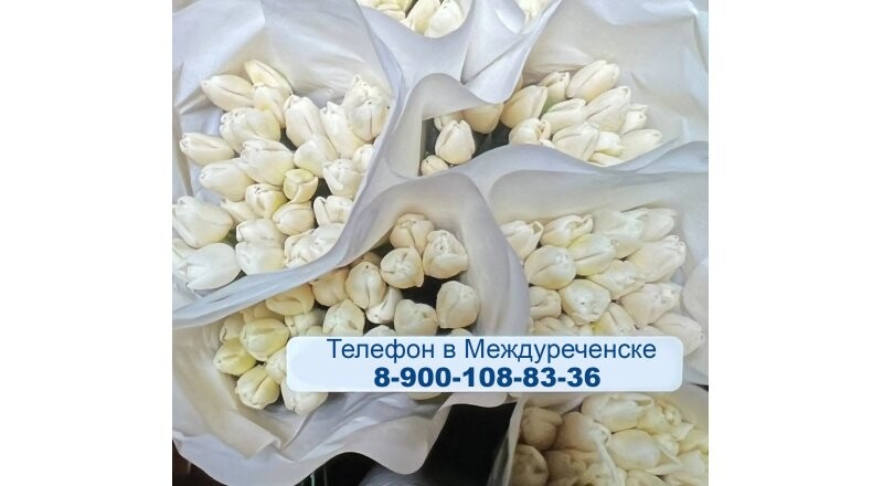 Тюльпаны белые