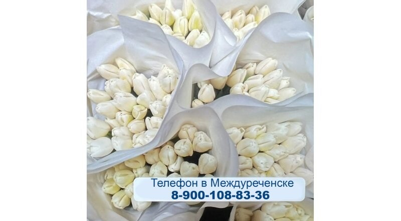 Тюльпаны белые