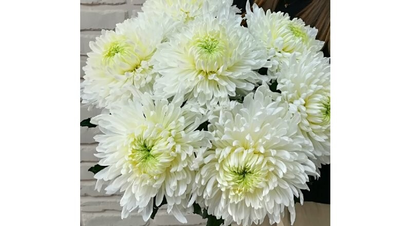 Хризантема