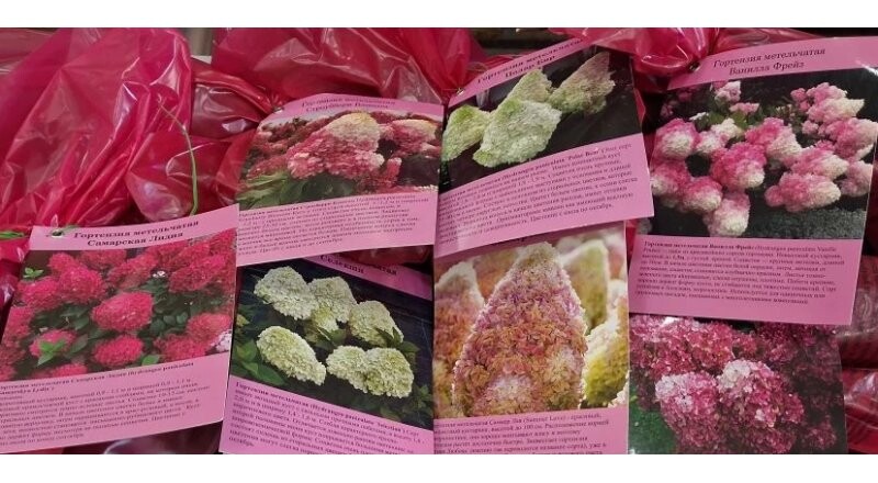 Саженцы декоративные в тубе «Гортензия»