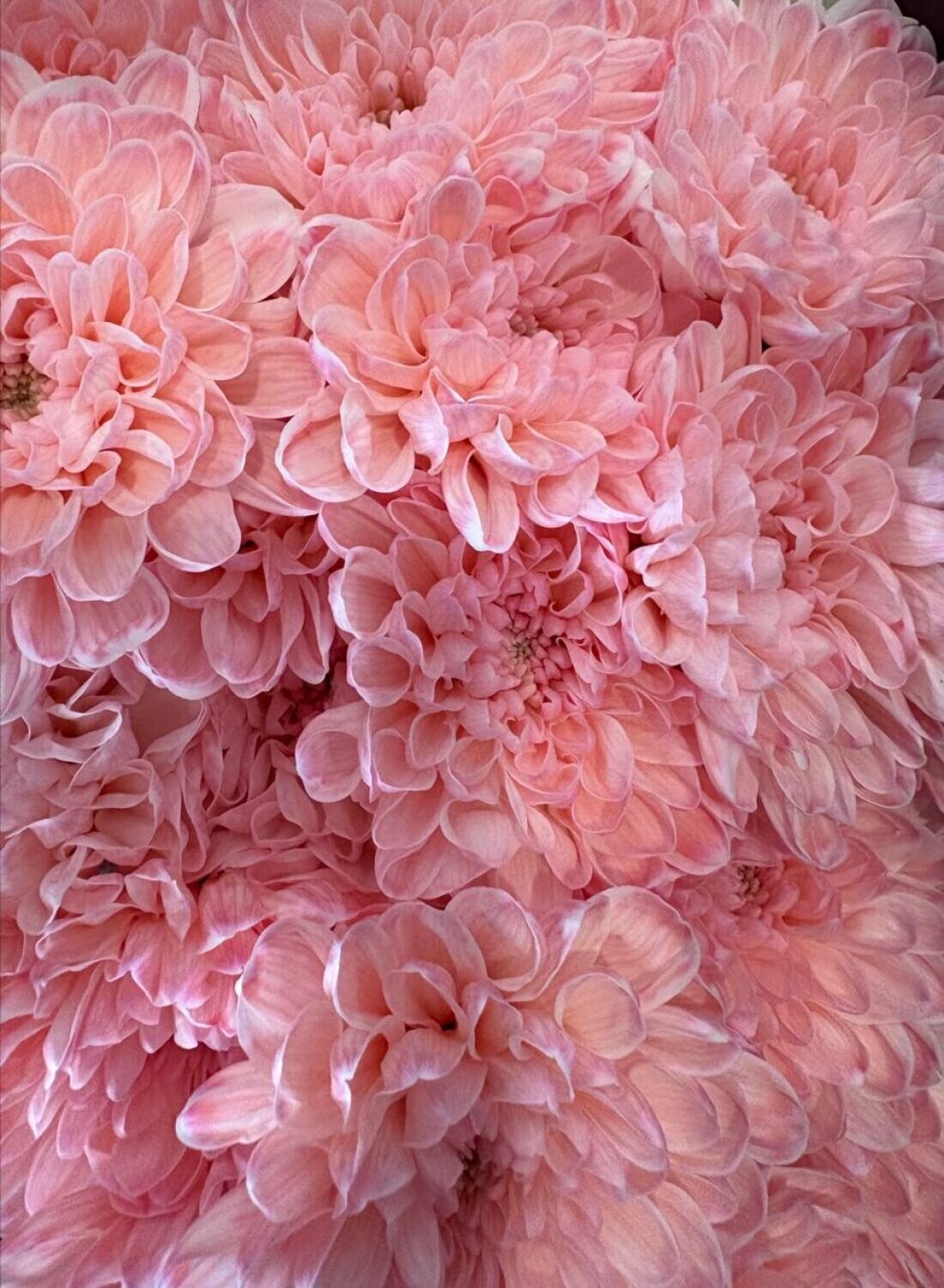 Цветы и букеты