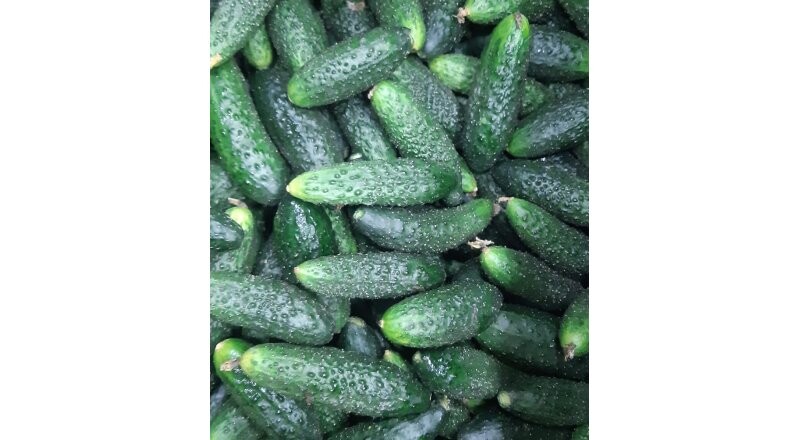 Огурцы свежие