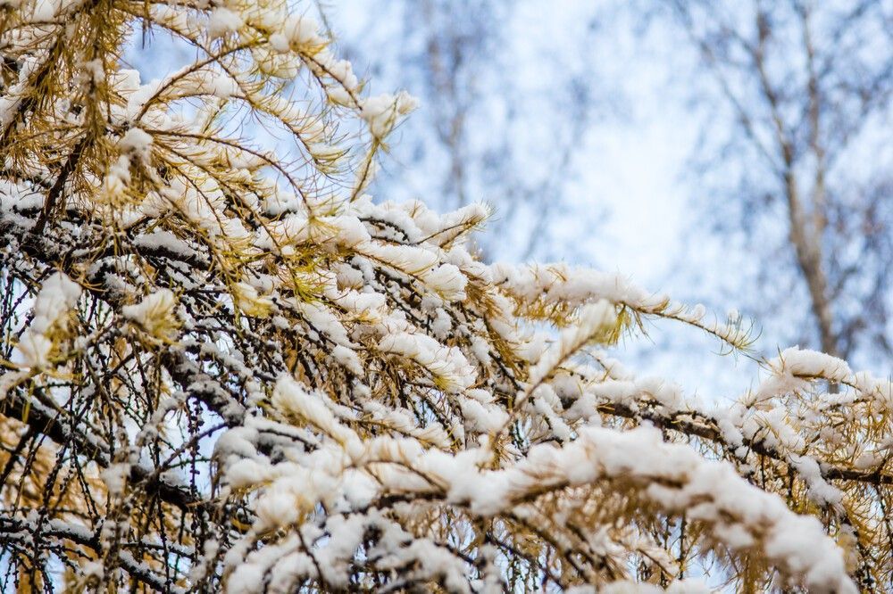 Тепло до +6ºС и дожди: погода удивит кузбассовцев на неделе