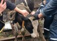 Спасатели в Кузбассе помогли достать теленка из ямы
