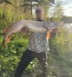Рыбак поймал большую щуку весом 7,7 кг в Кузбассе