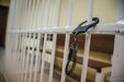 Три года кошмара: в Кузбассе мужчина насиловал двух девочек